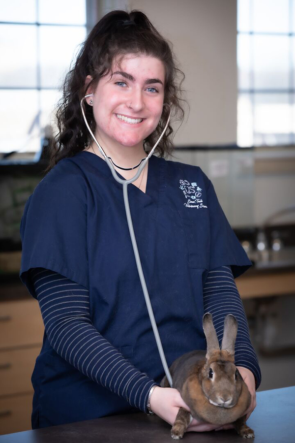 A student uses a stethoscope to check a brown rabbit's heartbeat.