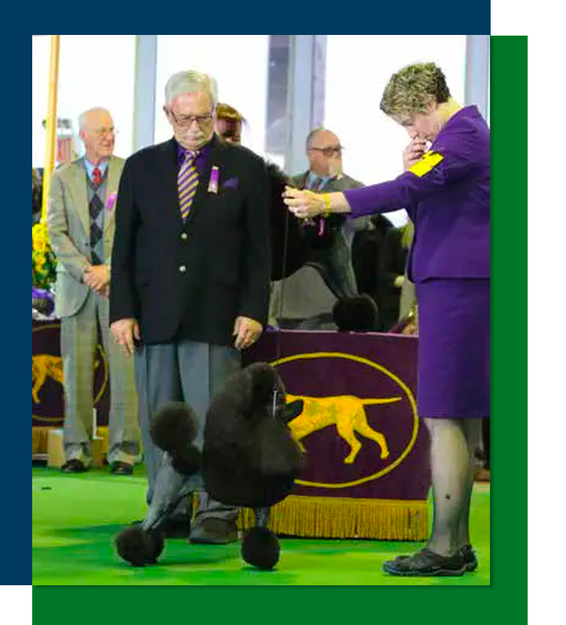 Julie Pantages showing a toy poodle at a dog show.