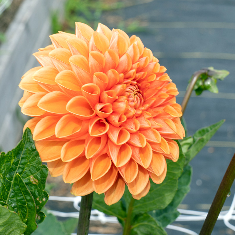 Close up on a bright orange zinnia flower.